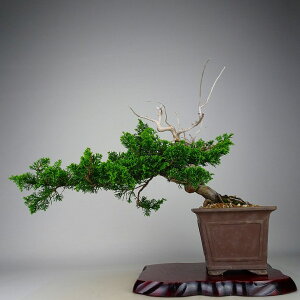 ~ ^  ㉺ 30cm ς Juniperus chinensis VpN gW Vh qmL Ύ Ϗܗp i