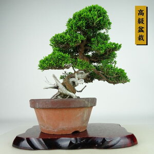 ~ ^  25cm ς ~ Juniperus chinensis VpN gW Vh qmL Ύ Ϗܗp i