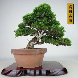 楽天市場】 松柏 > 真柏 : 盆栽はニわ 楽天市場店