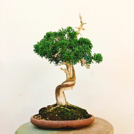 盆栽 真柏 樹高 約25cm しんぱく Juniperus chinensis シンパク “ジン シャリ”ヒノキ科 常緑樹 観賞用 現品
