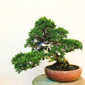 盆栽 真柏 樹高 約25cm しんぱく Juniperus chinensis シンパク "ジン シャリ” ヒノキ科 常緑樹 観賞用 現品