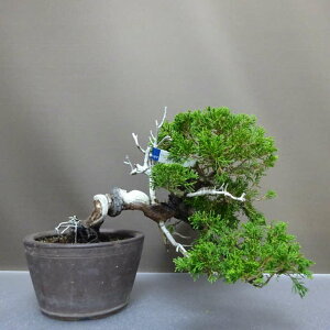 ~ ^  ㉺ 23cm ς Juniperus chinensis VpNqmL Ύ Ϗܗp i