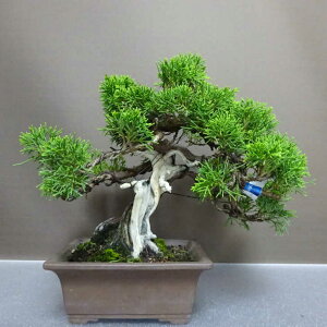~ ^  23cm ς Juniperus chinensis VpN gW Vh qmL Ύ Ϗܗp i