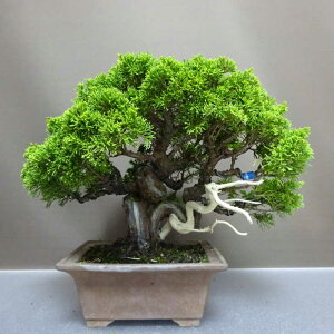 ~ ^  26cm ς Juniperus chinensis VpN gW Vh qmL Ύ Ϗܗp i