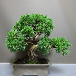 ~ ^  27cm ς Juniperus chinensis VpN gW Vh qmL Ύ Ϗܗp i