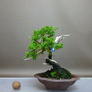 ~ ^  16cm ς Juniperus chinensis VpN gW Vh qmL Ύ ӏ Ϗܗp i i 
