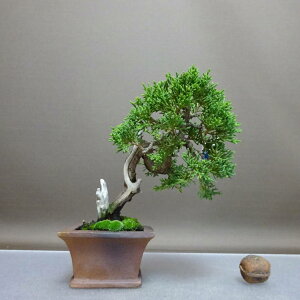 ~ ^  14cm ς Juniperus chinensis VpN gW Vh qmL Ύ ӏ Ϗܗp i i