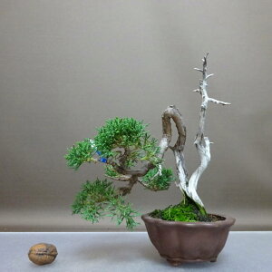 ~ ^  17.5cm ς Juniperus chinensis VpN gW Vh qmL Ύ ӏ Ϗܗp i i