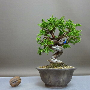 ~ ^  15cm ς Juniperus chinensis VpN gWh qmL Ύ ӏ Ϗܗp i i