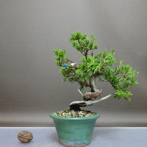 ~ ^  17cm ς Juniperus chinensis VpN gWh qmL Ύ ӏ Ϗܗp i i 