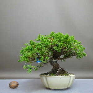 ~ ^  14cm ς Juniperus chinensis VpN qmL Ύ ӏ Ϗܗp i i 