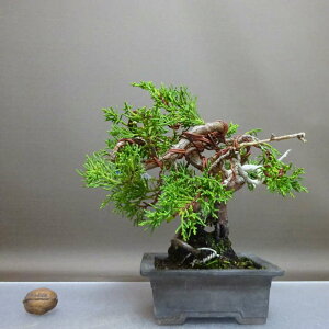 ~ ^  20cm ς Juniperus chinensis VpN gWh qmL Ύ ӏ Ϗܗp i i 