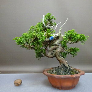 ~ ^  22cm ς Juniperus chinensis VpN gW Vh qmL Ύ ӏ Ϗܗp i