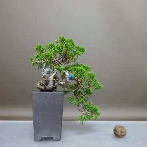 ~ ^  ㉺ 18cm ς Juniperus chinensis VpN R Εt qmL Ύ ӏ Ϗܗp i i 