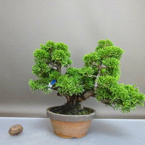 ~ ^  20cm ς Juniperus chinensis VpN qmL Ύ ӏ Ϗܗp i 