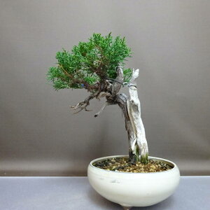 ~ ^  25cm ς Juniperus chinensis VpN gW Vh qmL Ύ ӏ Ϗܗp i