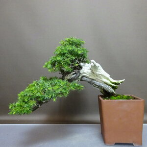 ~  m  ㉺ 29cm Ƃ傤 Juniperus rigida gVE gW Vh R qmL ΐjt ӏ Ϗܗp i
