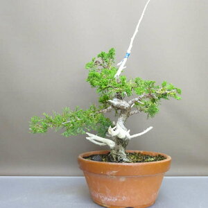 ~ ^  42cm ς Juniperus chinensis VpN gW Vh qmL Ύ ӏ Ϗܗp i