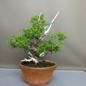 ~ ^  37cm ς Juniperus chinensis VpN gW Vh qmL Ύ ӏ Ϗܗp i