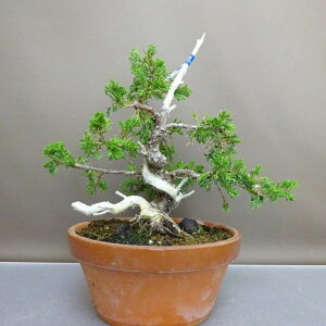 ~ ^  27cm ς Juniperus chinensis VpN gW Vh qmL Ύ ӏ Ϗܗp i