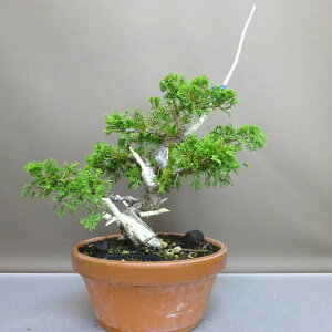 ~ ^  37cm ς Juniperus chinensis VpN gW Vh qmL Ύ ӏ Ϗܗp i