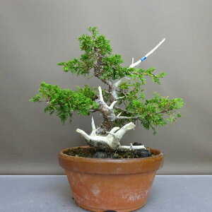 ~ ^  27cm ς Juniperus chinensis VpN gW Vh qmL Ύ ӏ Ϗܗp i