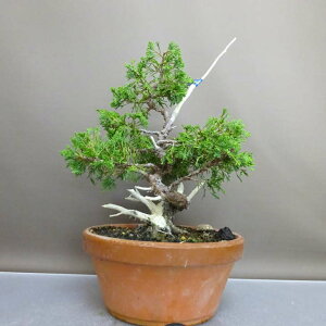 ~ ^  31cm ς Juniperus chinensis VpN gW Vh qmL Ύ ӏ Ϗܗp i