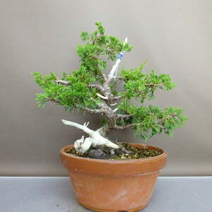 ~ ^  27cm ς Juniperus chinensis VpN gW Vh qmL Ύ ӏ Ϗܗp i