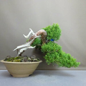 ~ ^  ㉺ 26cm ς Juniperus chinensis VpN gW Vh R qmL Ύ ӏ Ϗܗp i