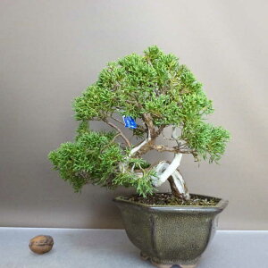 ~ ^  18cm ς Juniperus chinensis VpN W V qmL Ύ ӏܗp Ϗܗp i i 