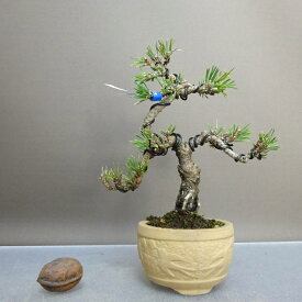 盆栽 松 黒松 千寿丸 樹高 約15cm くろまつ Pinus thunbergii クロマツ マツ科 常緑針葉樹 鑑賞 観賞用 小品 現品 送料無料