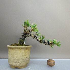 盆栽 松 黒松 千寿丸 樹高 上下 約7cm くろまつ Pinus thunbergii クロマツ マツ科 常緑針葉樹 鑑賞 観賞用 小品 現品 送料無料