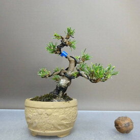 盆栽 松 黒松 千寿丸 樹高 約9.5cm くろまつ Pinus thunbergii クロマツ マツ科 常緑針葉樹 鑑賞 観賞用 小品 現品 送料無料
