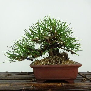 ~  ԏ  14cm ܂ Pinus densiflora AJ}c red pine }c Ύ Ϗܗp i i