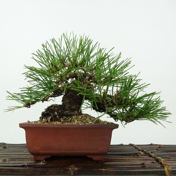 楽天市場】盆栽 松 赤松 樹高 約14cm あかまつ Pinus densiflora 