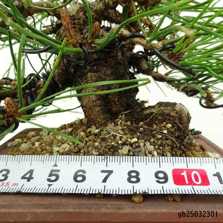楽天市場】盆栽 松 赤松 樹高 約14cm あかまつ Pinus densiflora 