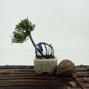 ~   ~j~  7cm ͂܂ Pinus pumila nC}c }c ΐjt Ϗܗp i i