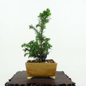 ~   14cm  Cryptomeria japonica XM qmL XM Ύ Ϗܗp i i