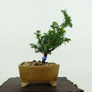 ~   13cm  Cryptomeria japonica XM qmL XM Ύ Ϗܗp i i