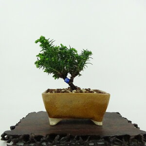 ~   8cm  Cryptomeria japonica XM qmL XM Ύ Ϗܗp i i