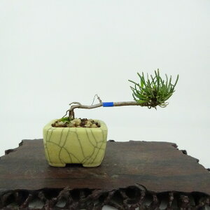 ~   ~j~  4cm ͂܂ Pinus pumila nC}c }c ΐjt Ϗܗp i i