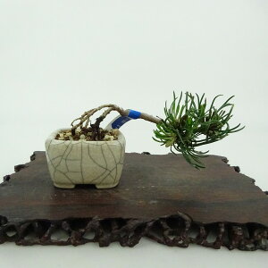 ~   ~j~  3cm ͂܂ Pinus pumila nC}c }c ΐjt Ϗܗp i i