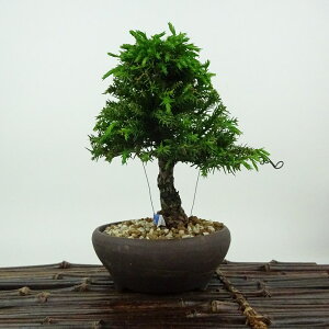 ~   14cm  Cryptomeria japonica XM qmL XM Ύ Ϗܗp i i 