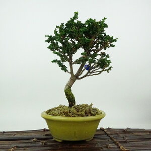 ~ O ΉO  18cm Ђ̂ Chamaecyparis obtusa ZbJqmL qmL Ύ Ϗܗp i i 