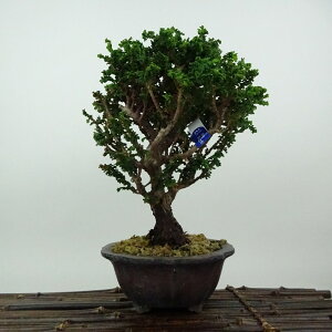 ~ O ΉO  21cm Ђ̂ Chamaecyparis obtusa ZbJqmL qmL Ύ Ϗܗp i