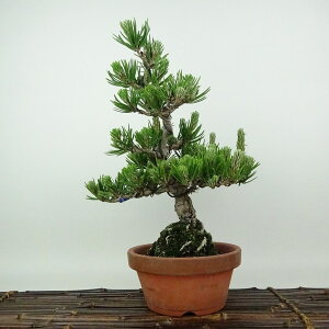 ~    32cm ܂ Pinus thunbergii N}c  }c ΐjt Ϗܗp i 
