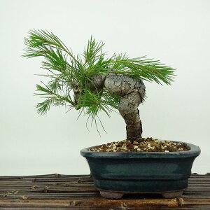 ~  ԏ  16cm ܂ Pinus densiflora AJ}c red pine }c Ύ Ϗܗp i i