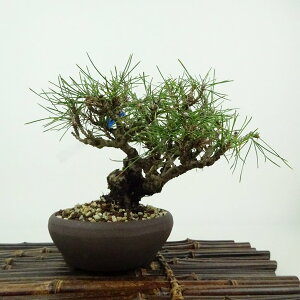 ~  ԏ  12cm ܂ Pinus densiflora AJ}c red pine }c Ύ Ϗܗp i i 