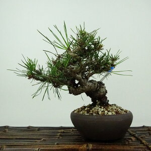 ~  ԏ  13cm ܂ Pinus densiflora AJ}c red pine }c Ύ Ϗܗp i i 