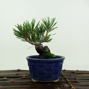 ~     13cm ܂ Pinus thunbergii N}c XVE }c ΐjt ӏܗp Ϗܗp i i